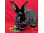 Adopt Tron a Black Other/Unknown / Mixed (short coat) rabbit in Burlingame