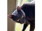 Adopt Sully a Domestic Shorthair / Mixed cat in Calverton, NY (38302682)