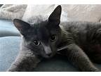 Adopt Oatmilk a Gray or Blue Domestic Shorthair / Mixed cat in New York