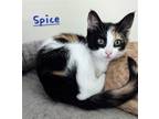 Adopt Spice - Sweet Treats Litter a Calico or Dilute Calico Domestic Shorthair /