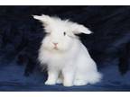 Adopt Crystal a Lionhead / Mixed (short coat) rabbit in Scotts Valley