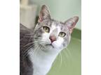 Adopt Jelly Roll a Domestic Short Hair