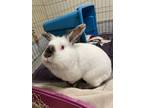 Adopt Fabbio a Rex / Mixed rabbit in Concord, NH (38110088)
