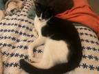 Adopt Bert a Black & White or Tuxedo Domestic Shorthair / Mixed (short coat) cat