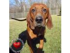 Adopt Ol' Red Yrly 36 a Redbone Coonhound