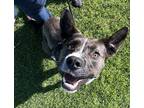 Adopt Seamore Smiles a American Pit Bull Terrier / Siberian Husky / Mixed dog in