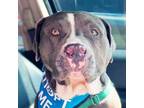 Adopt Hummer a Gray/Silver/Salt & Pepper - with White Pit Bull Terrier / Mixed