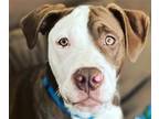 Adopt Max a Brown/Chocolate - with White Pit Bull Terrier / Mixed dog in Dallas