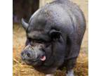 Adopt Phillip a Pig