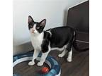 Adopt Meatball a Black & White or Tuxedo Domestic Shorthair / Mixed cat in