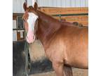 Adopt Felix a Mustang / Mixed horse in Hohenwald, TN (38042019)