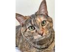 Adopt Spider a Brown Tabby Domestic Shorthair / Mixed (short coat) cat in