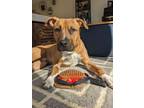 Adopt Marty - Courtesy Post a Pit Bull Terrier