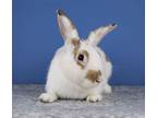Adopt Arthur a Multi English Spot / Mixed (medium coat) rabbit in Great Neck