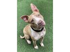 Adopt Miss Piggy a Tan/Yellow/Fawn American Pit Bull Terrier / Mixed dog in