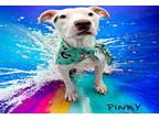 Adopt PINKY a Pit Bull Terrier, Mixed Breed