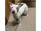 Adopt larry a Pit Bull Terrier