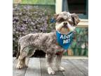 Adopt Wanda a Lhasa Apso / Mixed dog in Pacific Grove, CA (38115791)