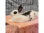 Adopt Dash a English Spot / Mixed rabbit in Naples, FL (38103549)