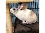 Adopt Sugar a American / Mixed rabbit in Naples, FL (38296638)