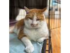 Adopt Kirk a Domestic Shorthair / Mixed cat in Kingston, NY (38214946)