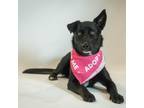 Adopt Shade a Black Retriever (Unknown Type) / Mixed dog in Pequot Lakes