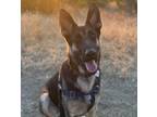 Adopt Onyx (in foster) a Black German Shepherd Dog / Mixed dog in Santa Cruz