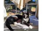 Adopt Foxface a Domestic Shorthair / Mixed cat in Camden, SC (38143882)