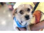 Adopt Ben a Tan/Yellow/Fawn - with White Terrier (Unknown Type