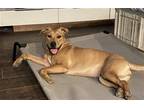 Adopt Luna Bean a Brown/Chocolate Labrador Retriever / Mixed dog in Spring
