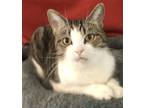 Adopt Mea a Domestic Shorthair / Mixed (short coat) cat in Columbus
