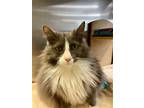 Adopt Haze FEE SPONSORED a Gray or Blue (Mostly) Maine Coon / Mixed (short coat)