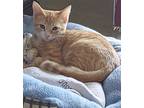 Adopt Jemma Fallon a Orange or Red (Mostly) Domestic Mediumhair / Mixed (medium