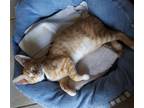 Adopt Justin Timberlake a Orange or Red (Mostly) Domestic Shorthair / Mixed