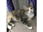Adopt Zoe a Tortoiseshell Domestic Shorthair / Mixed (short coat) cat in