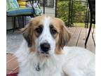 Adopt Tate a White - with Tan, Yellow or Fawn Great Pyrenees / Mixed dog in
