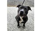 Adopt Marvin a Pit Bull Terrier, Mixed Breed