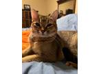 Adopt Squirrel M a Tan or Fawn Domestic Shorthair / Mixed (short coat) cat in