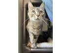 Adopt Squiggles a Domestic Shorthair / Mixed cat in Santa Rosa, CA (38074489)