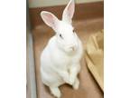 Adopt Ella a American / Mixed rabbit in Novato, CA (38168202)