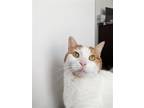 Adopt Noodles a Orange or Red (Mostly) Domestic Shorthair / Mixed cat in