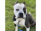 Adopt Kash a American Staffordshire Terrier