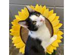 Adopt Mo a Domestic Shorthair / Mixed (short coat) cat in Clinton, SC (38193349)