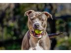Adopt Dasher a American Pit Bull Terrier / Mixed dog in San Diego, CA (38215968)