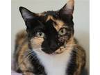 Adopt Gretchen a Calico or Dilute Calico Domestic Shorthair / Mixed (short coat)