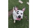 Adopt Beans a White American Pit Bull Terrier / American Pit Bull Terrier /