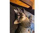 Adopt Chuckie Finster a Brown Tabby Domestic Shorthair (short coat) cat in