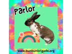 Adopt Parlor Louisville a Other/Unknown / Mixed (short coat) rabbit in