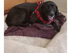 Adopt Rebbe a Labrador Retriever / Mixed dog in Tool, TX (38303762)