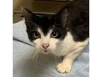 Adopt Callaway a Domestic Shorthair / Mixed cat in Salisbury, MD (38100696)